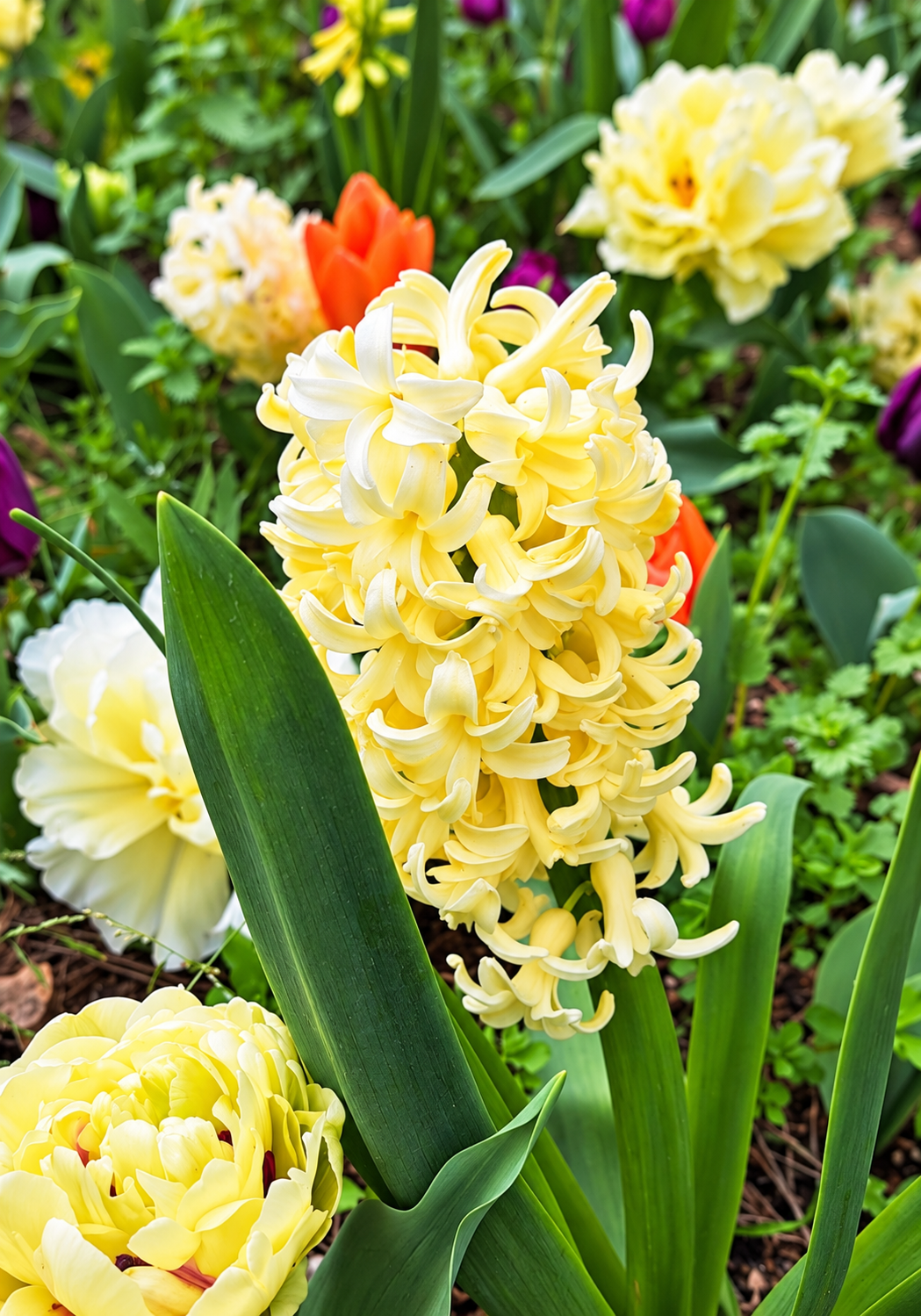 4" Hyacinth Plant