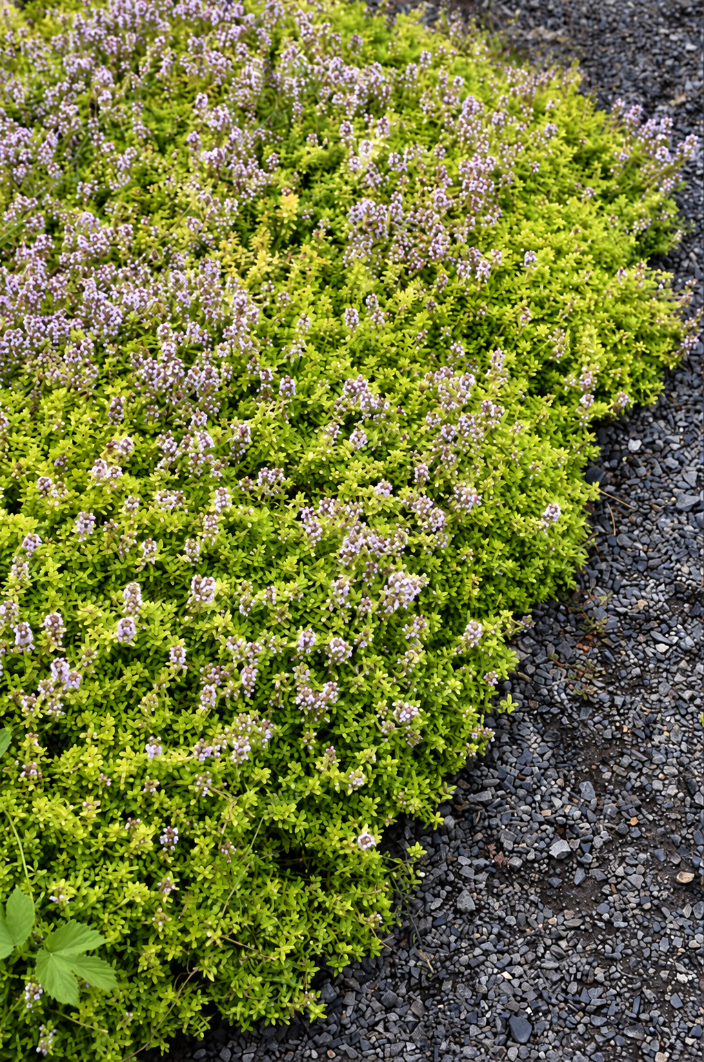 4" Thyme Herb