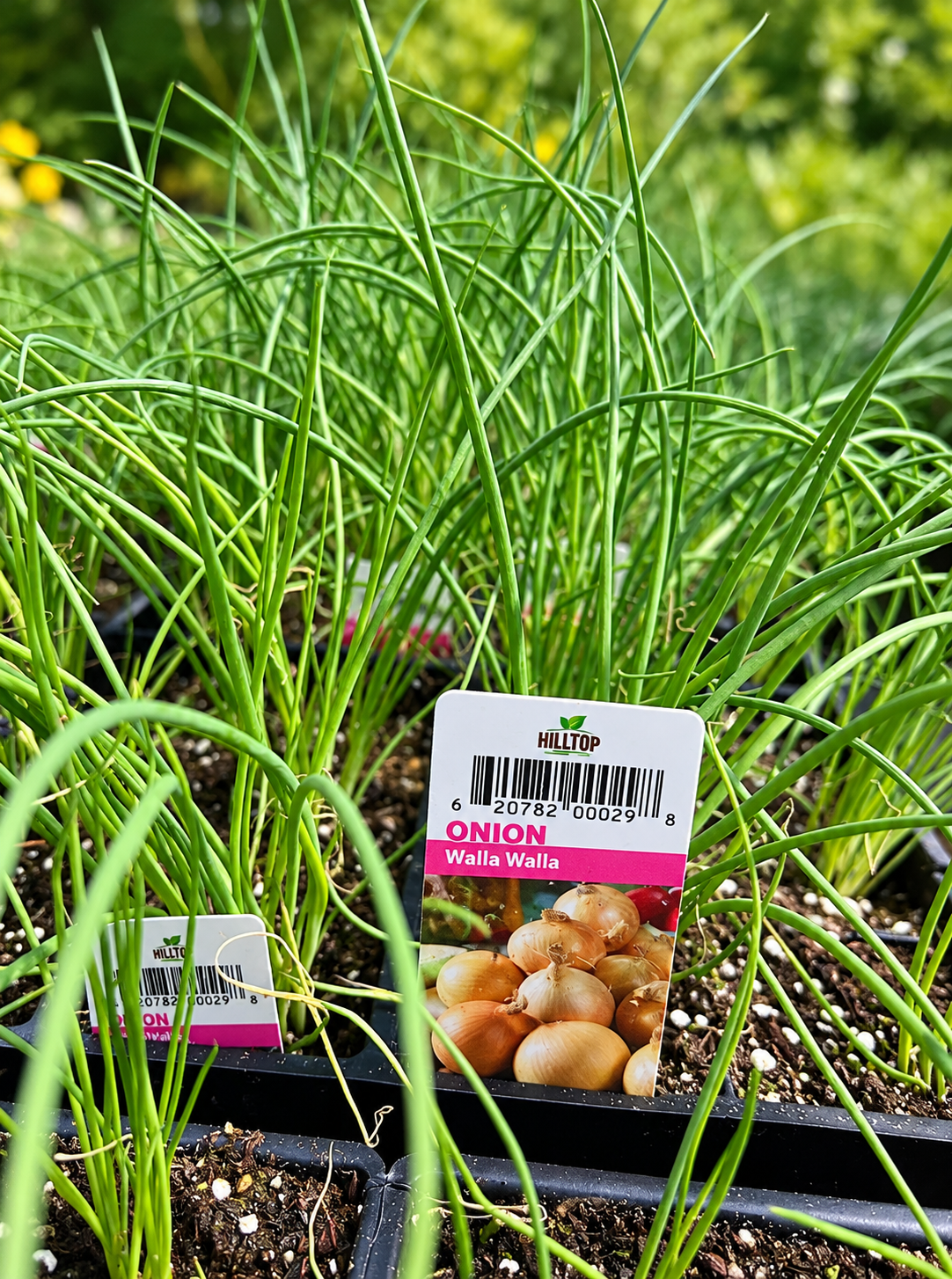 606 Onion Vegetable Starts