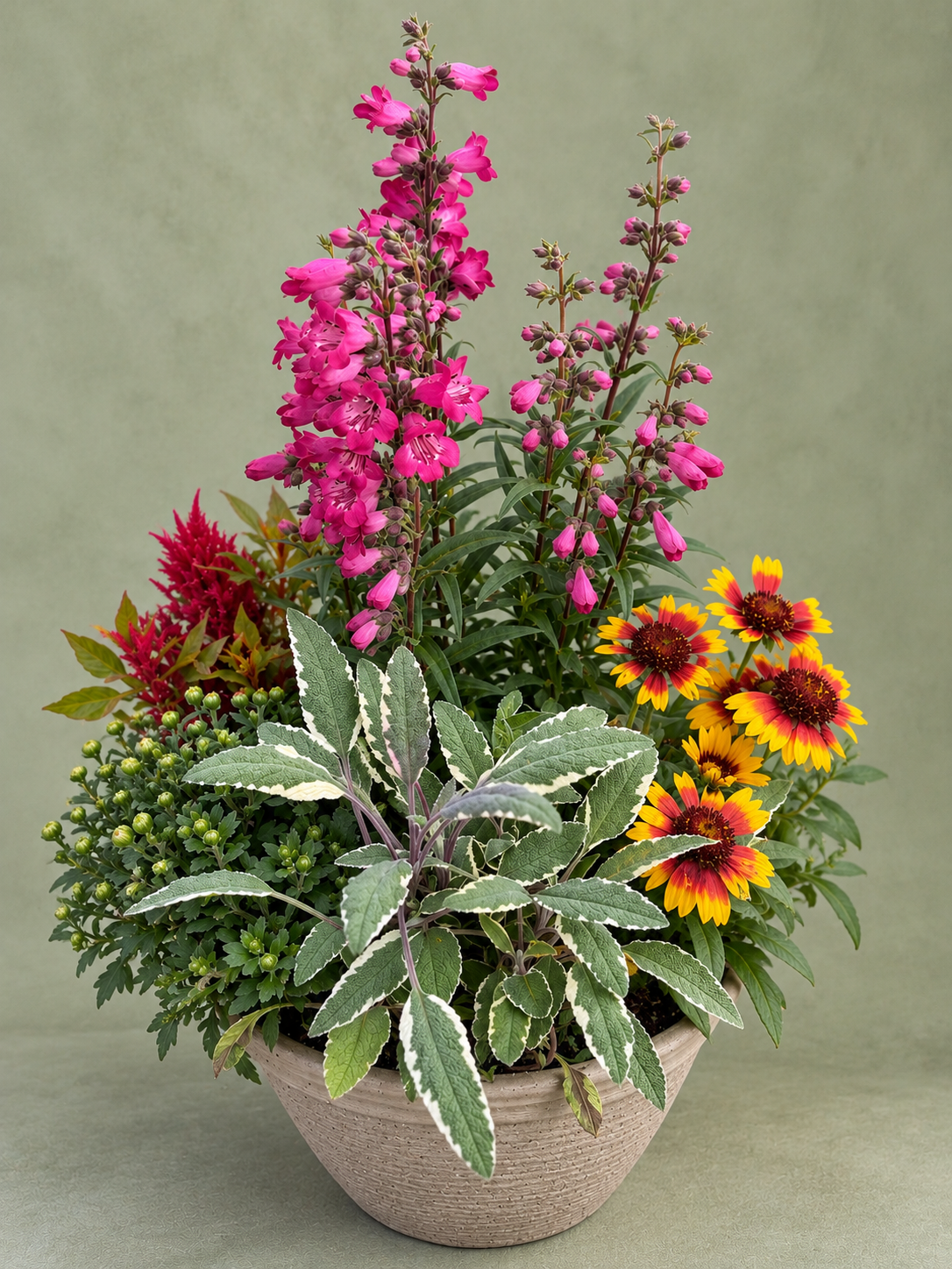 4" Sage Herb