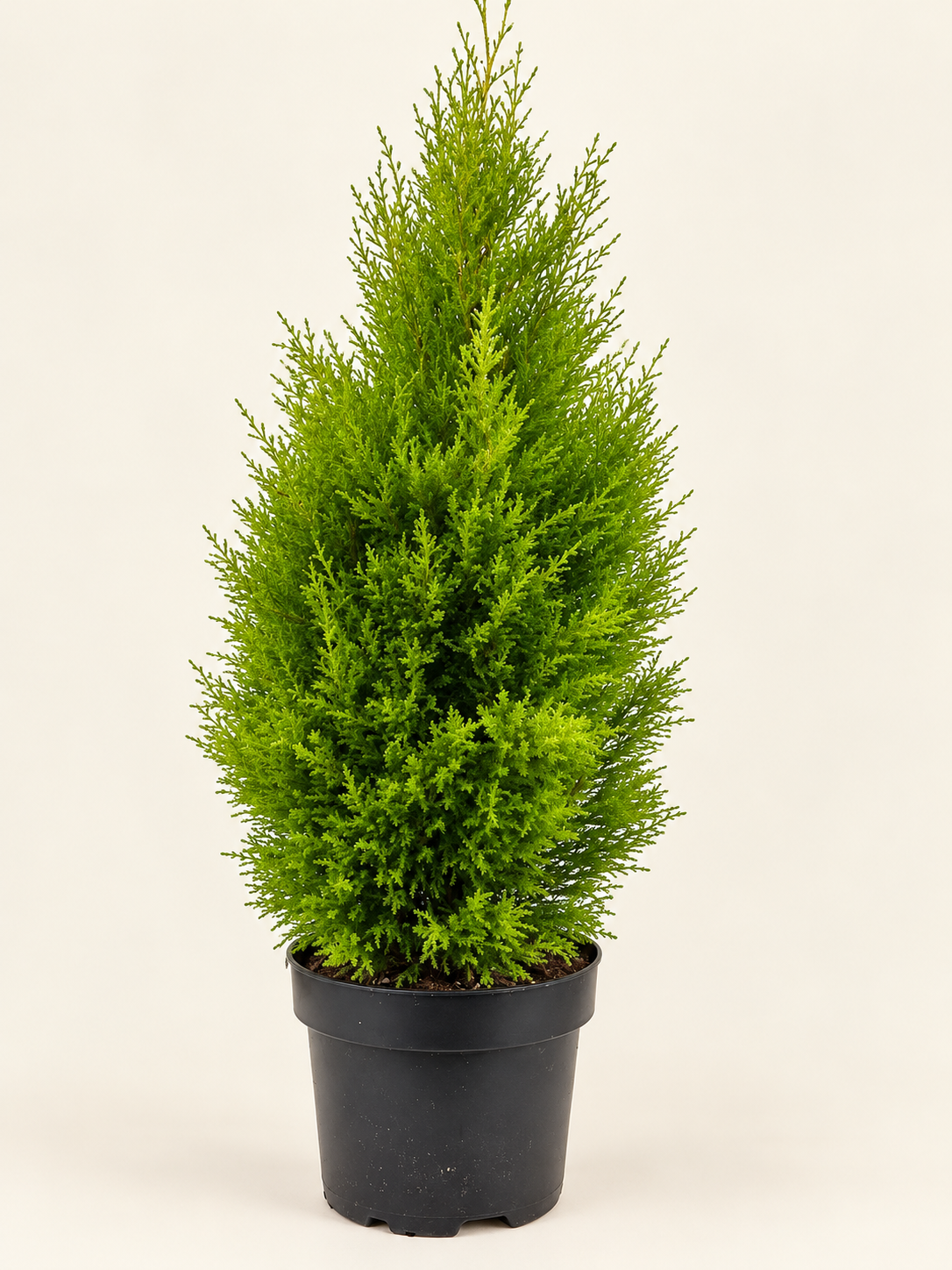 Lemon Cypress ‘Goldcrest Wilma’ Tree - 10" Pot