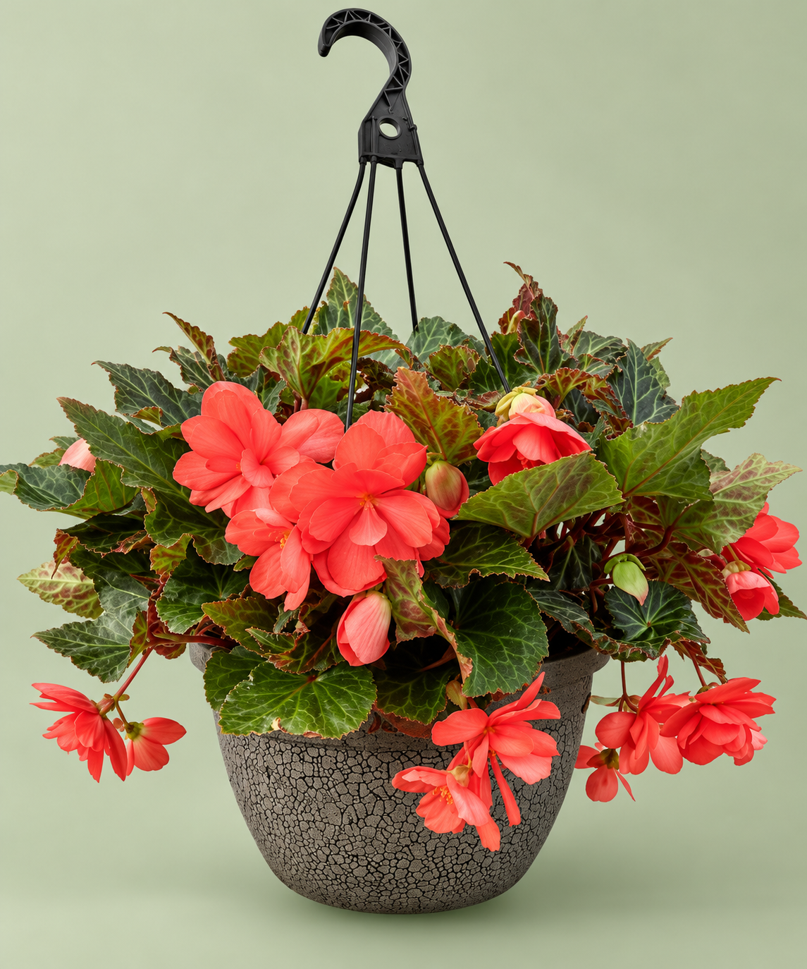 Begonia Hanging Basket – 12"