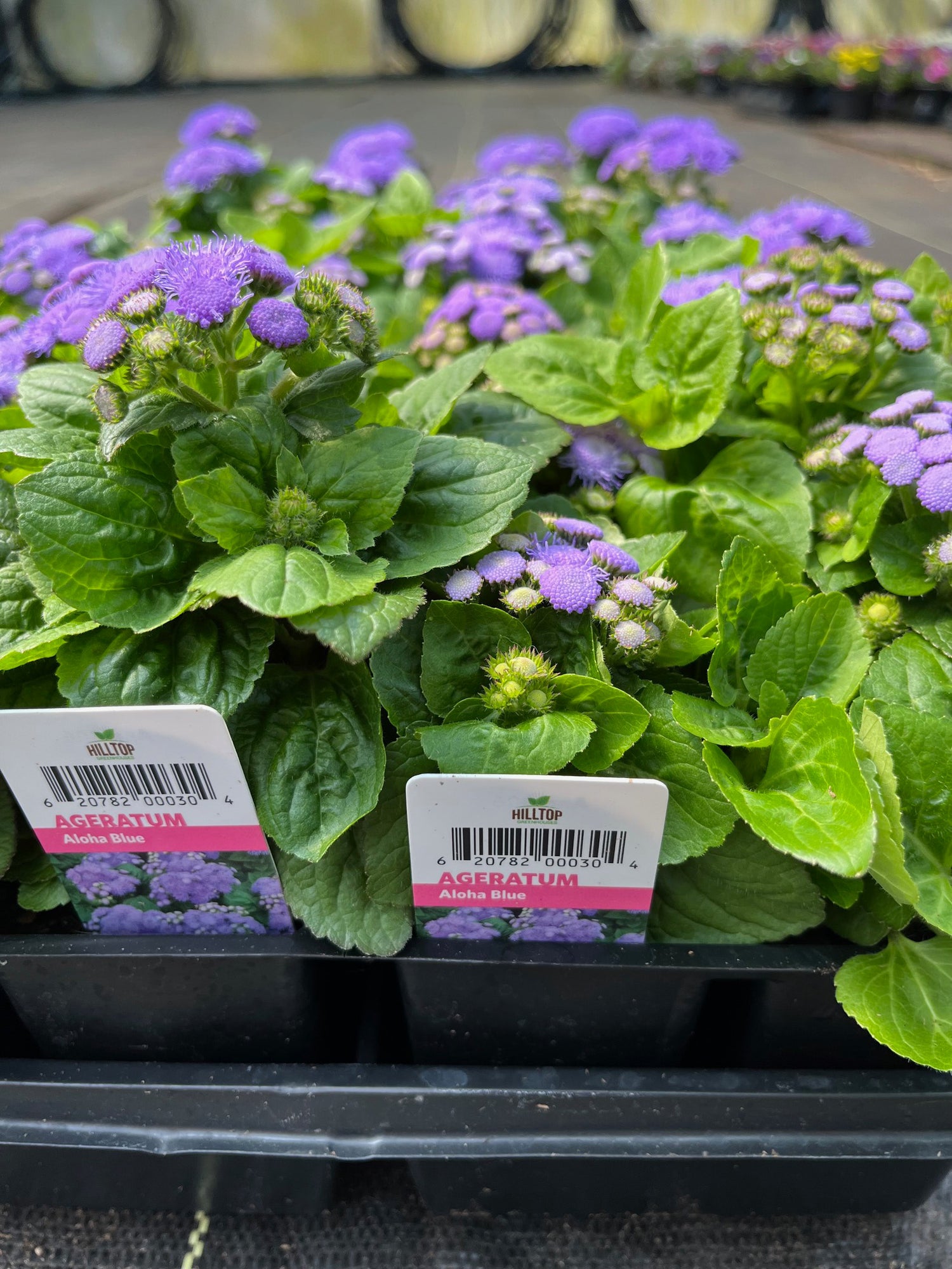 606 Ageratum Aloha