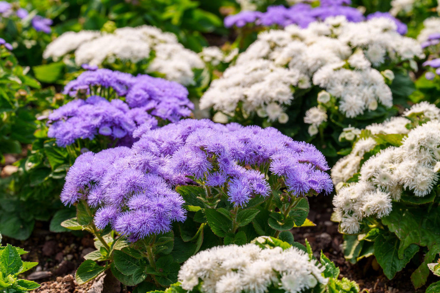 606 Ageratum Aloha