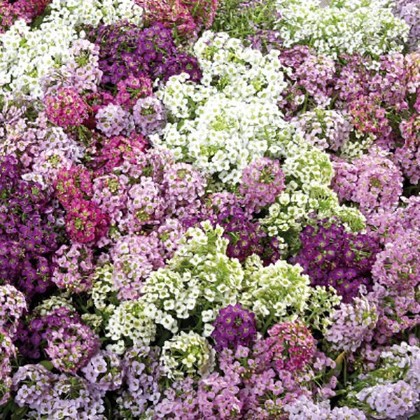 606 Alyssum Wonderland