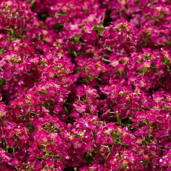 606 Alyssum Wonderland