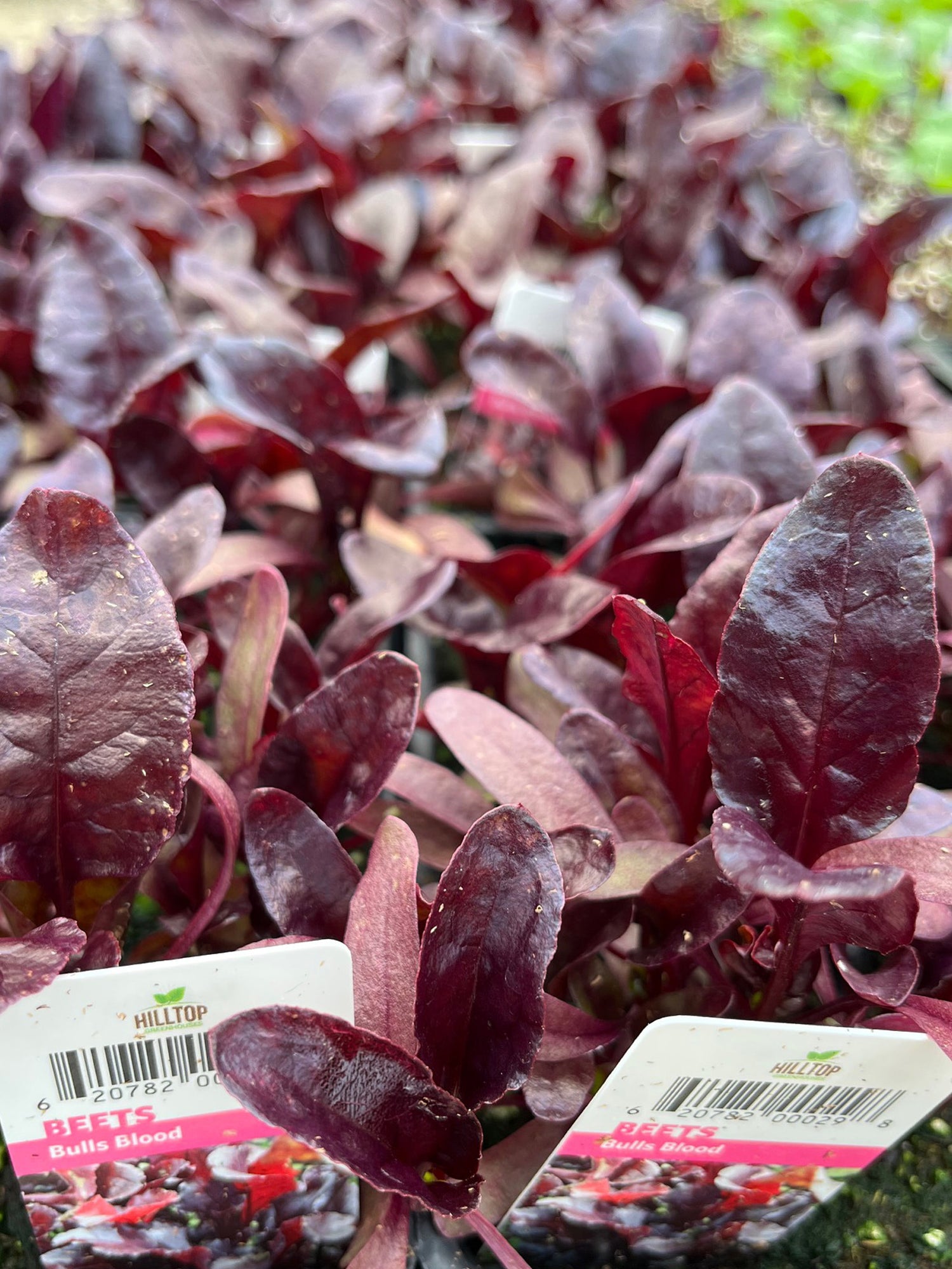 606 Beets