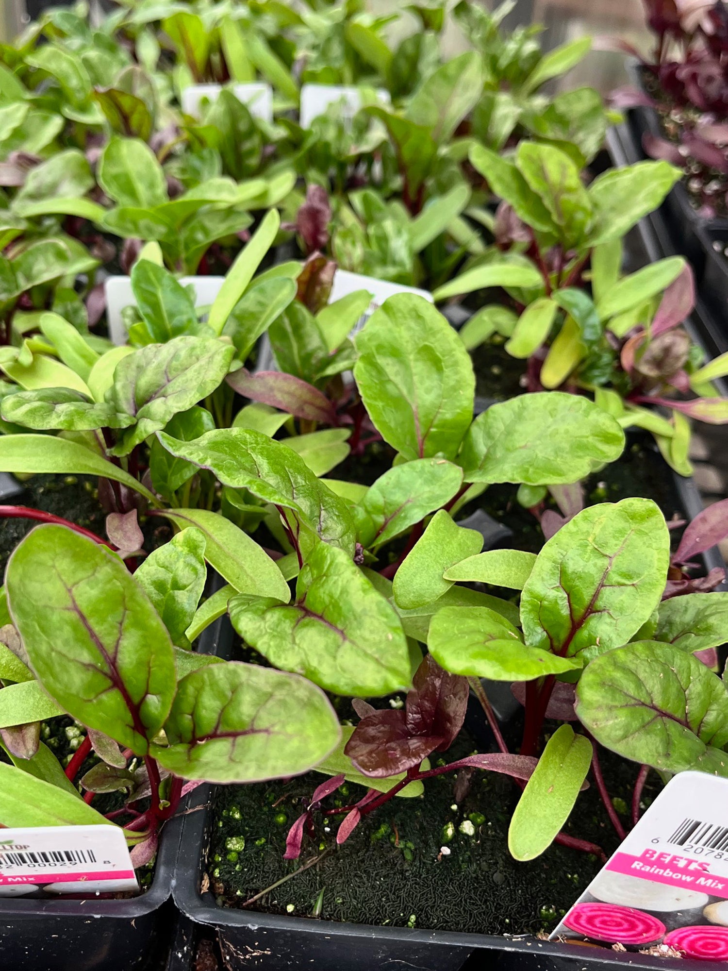 606 Beets