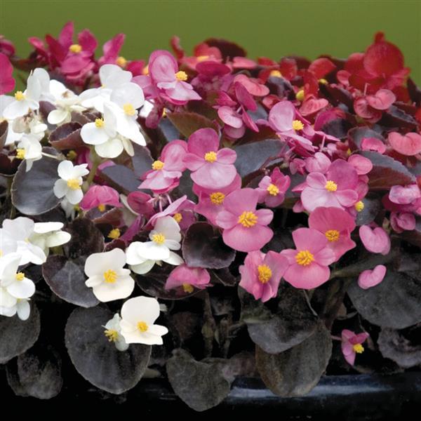 606 Begonia Nightlife