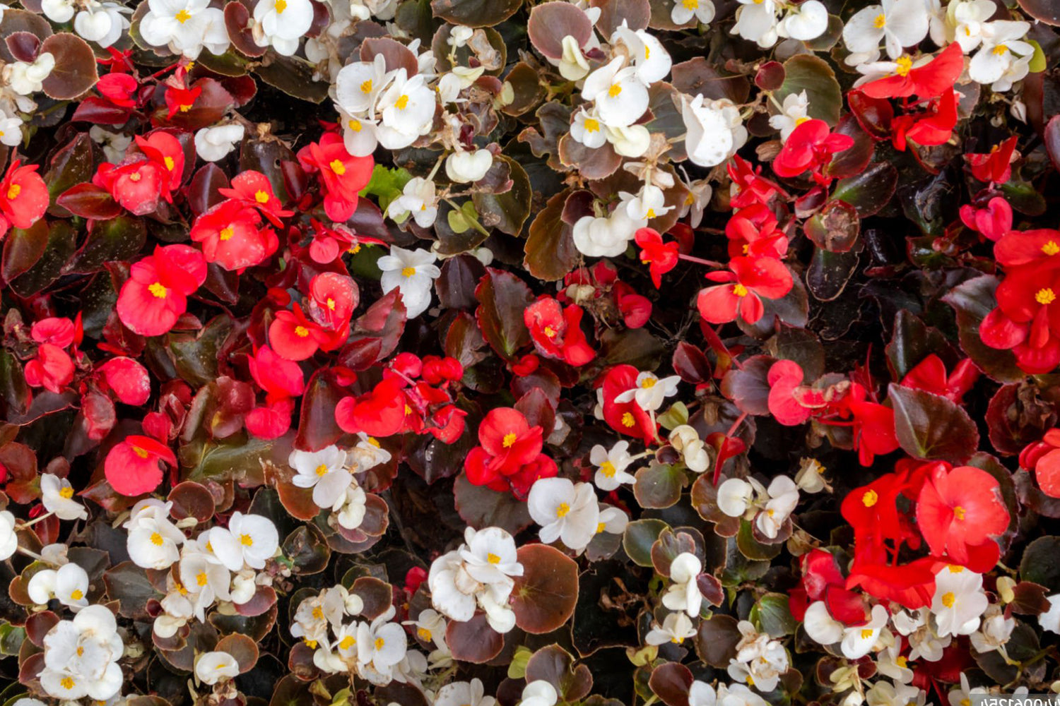 606 Begonia Nightlife