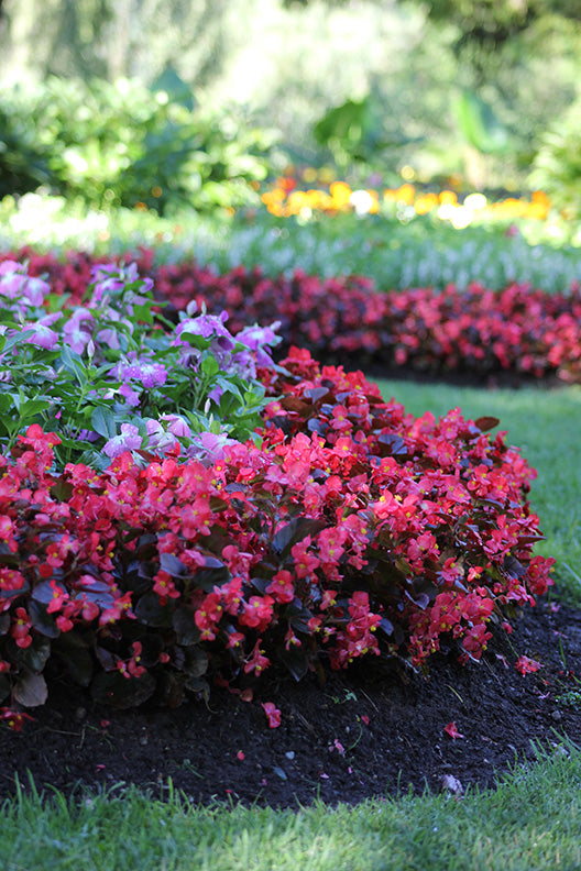 606 Begonia ‘Nightlife’ Tray