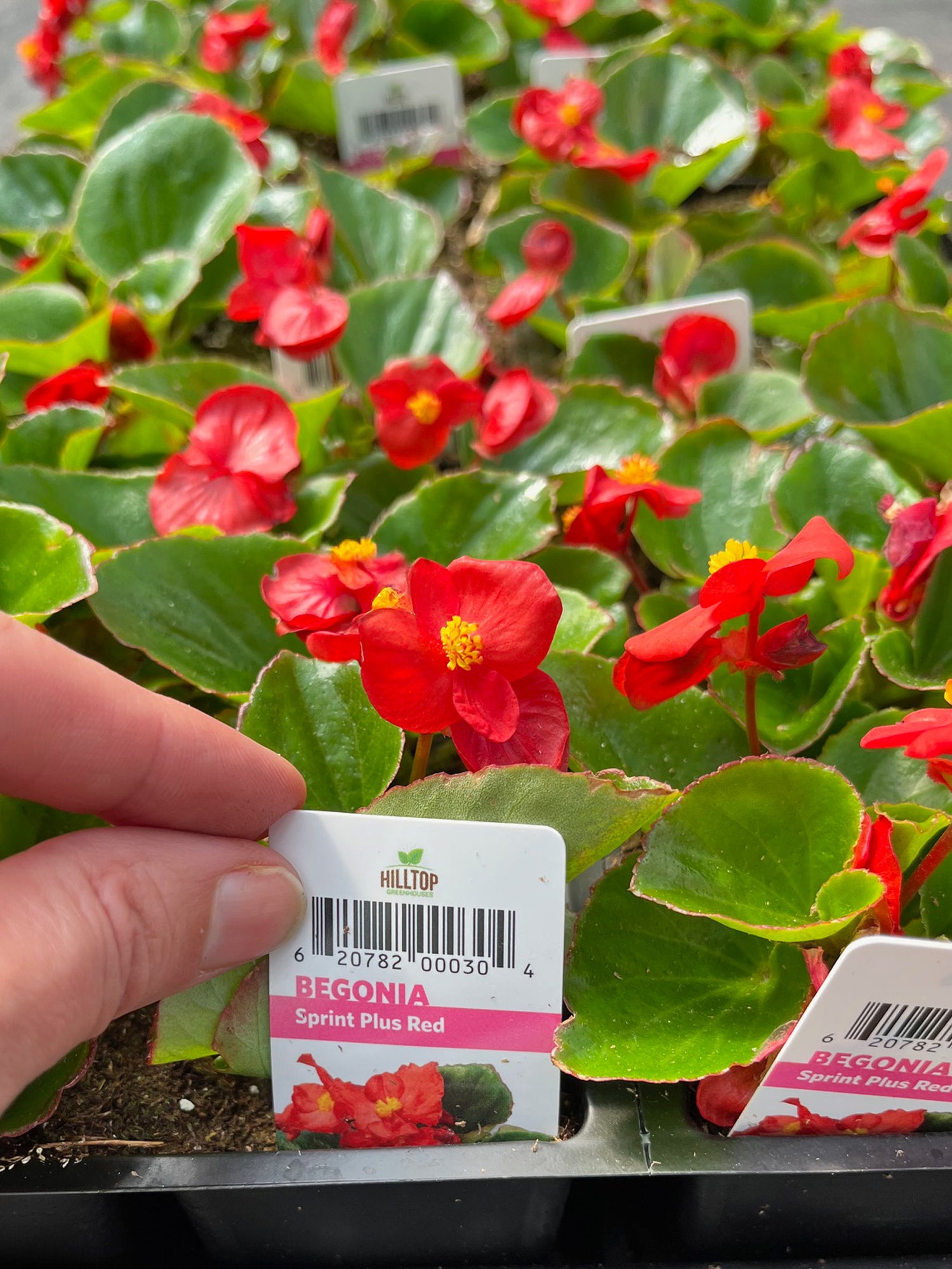 606 Begonia Sprint