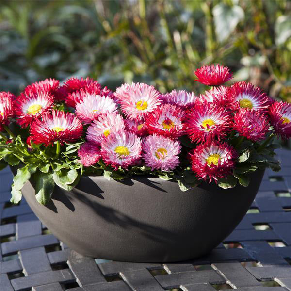 4" Bellis Bam Bam