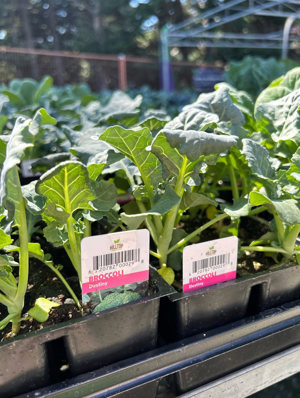 606 Broccoli