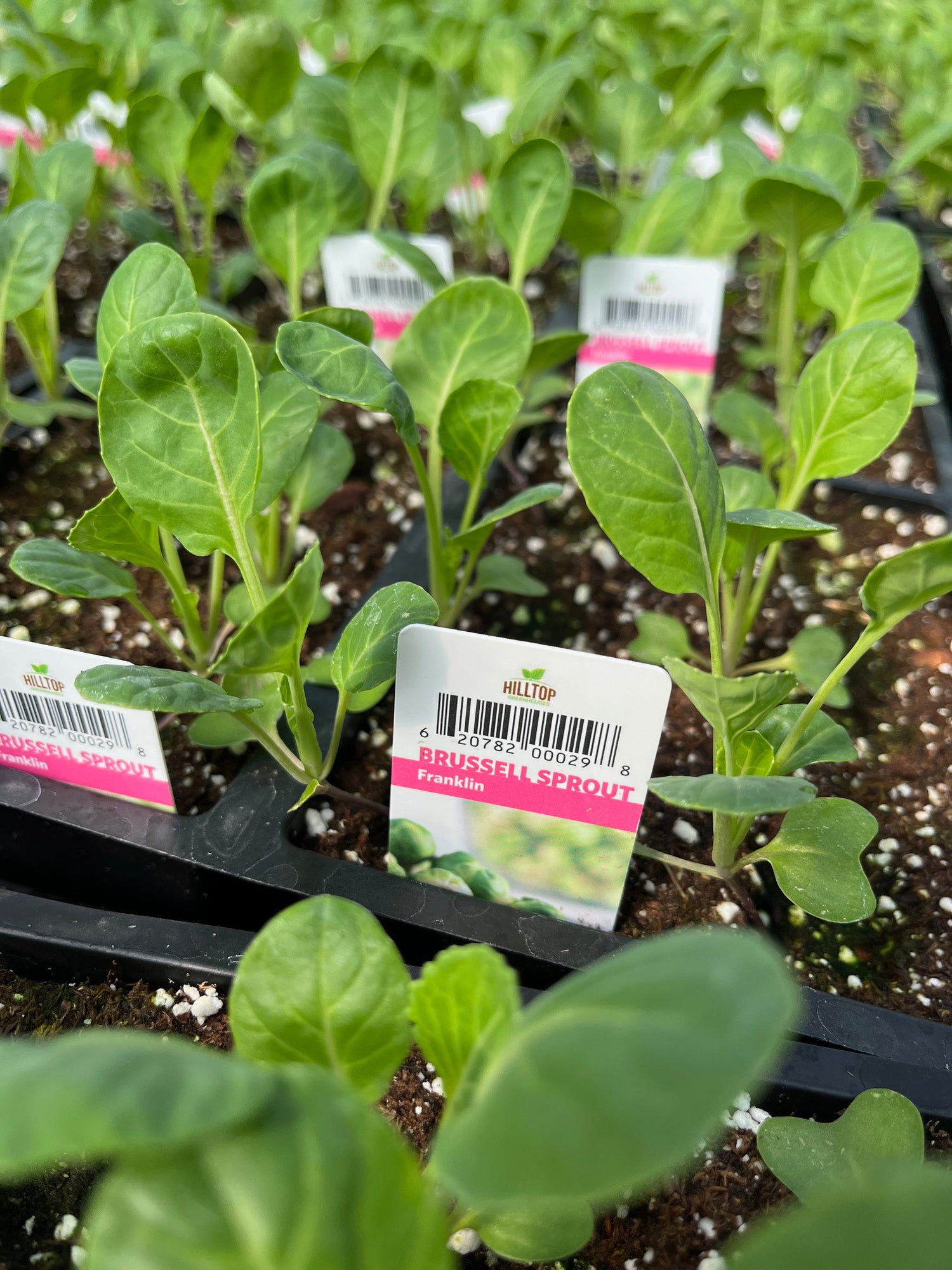 606 Brussell Sprouts