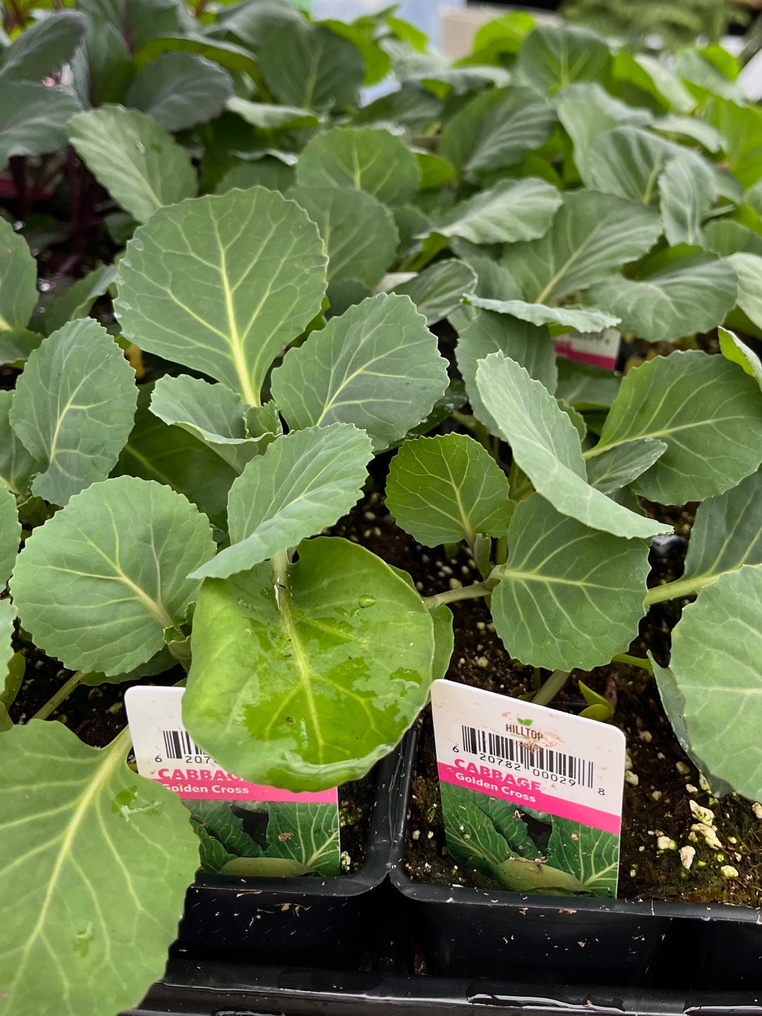606 Cabbage