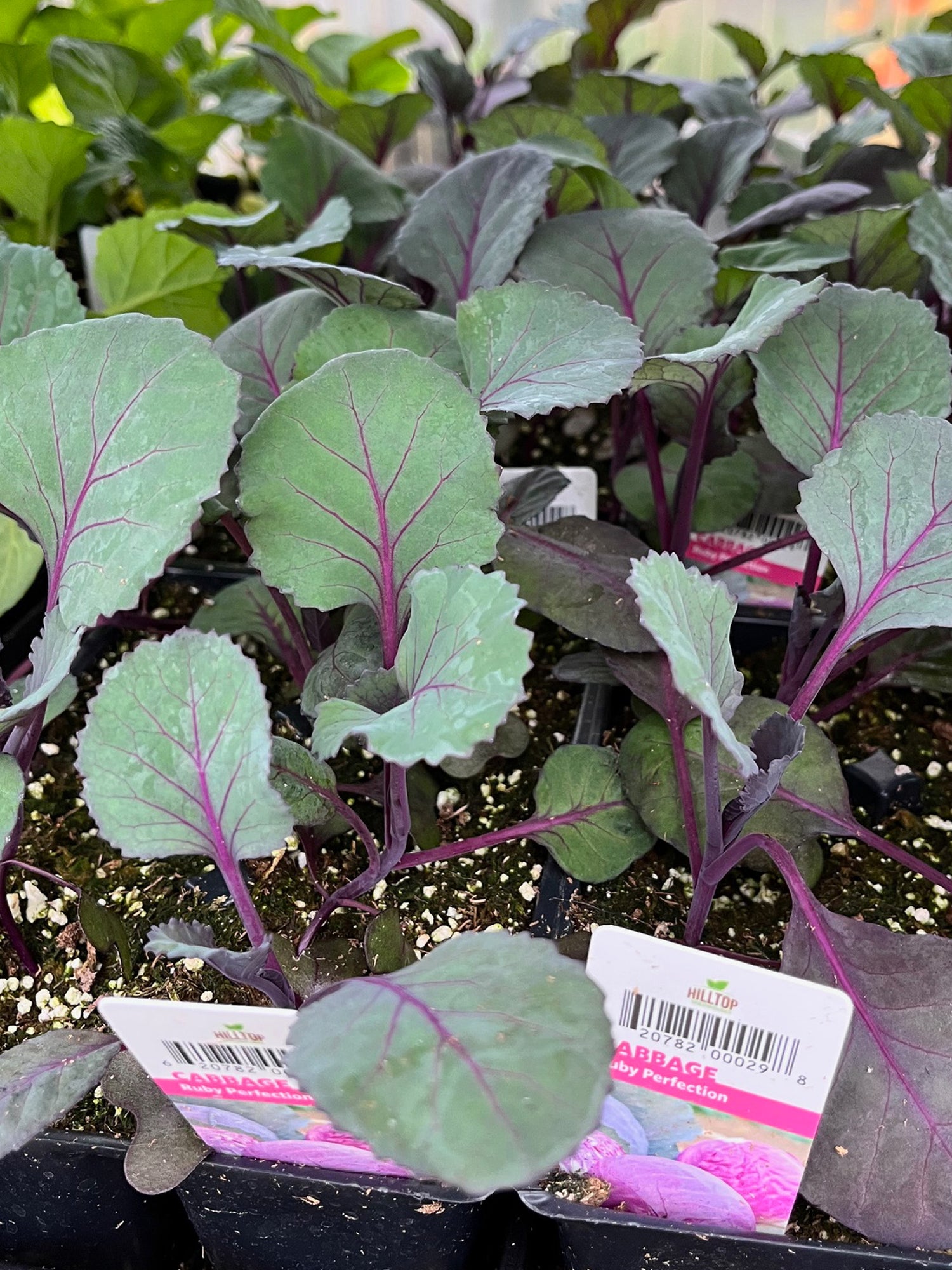 606 Cabbage
