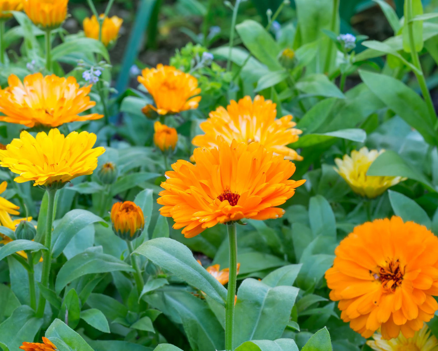 606 Calendula Bon Bon