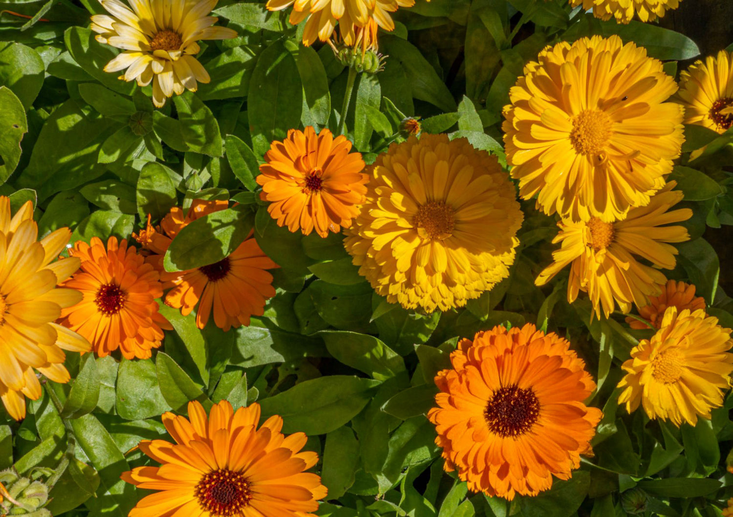606 Calendula Bon Bon