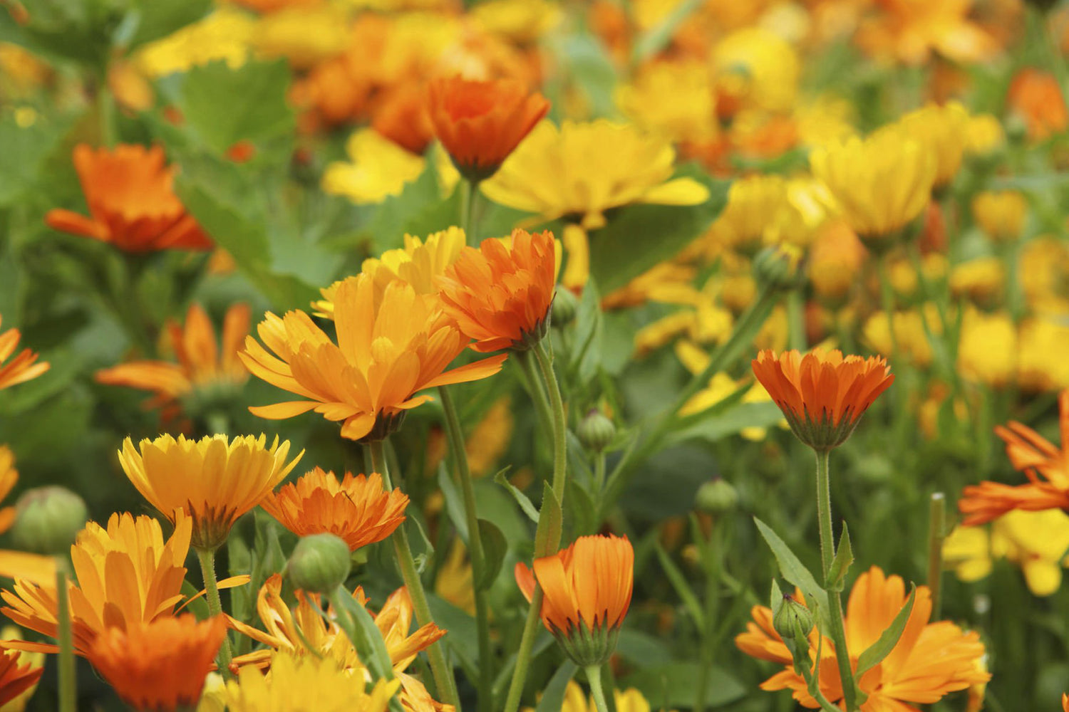 606 Calendula Bon Bon