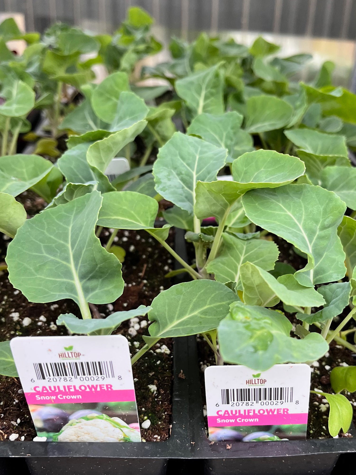 606 Cauliflower