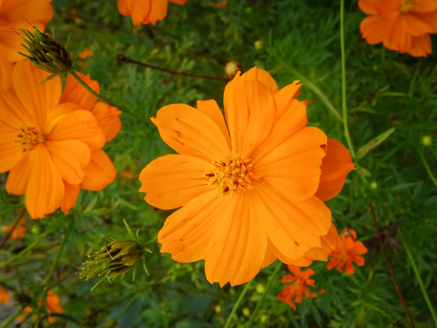 606 Cosmos Cosmic