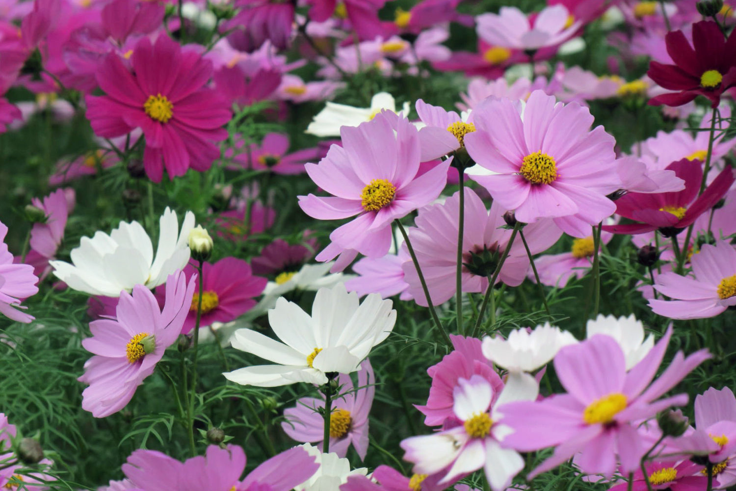 606 Cosmos Sonata