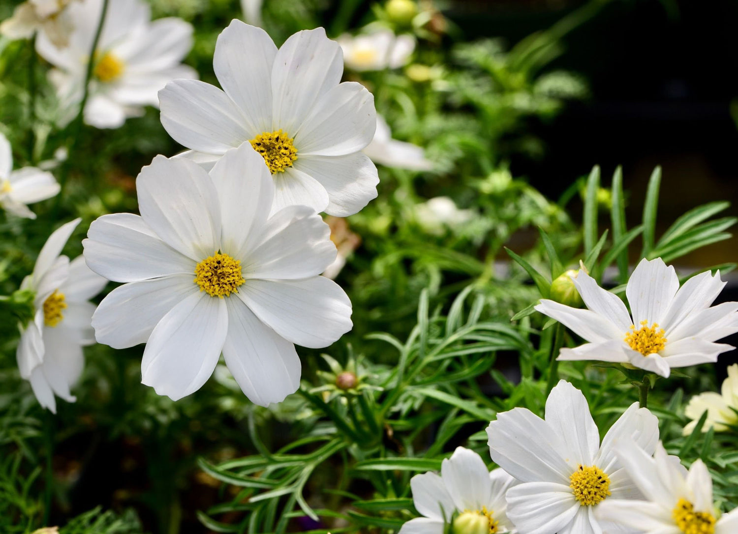 606 Cosmos Sonata