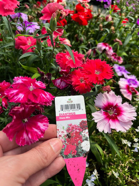 606 Dianthus Diana