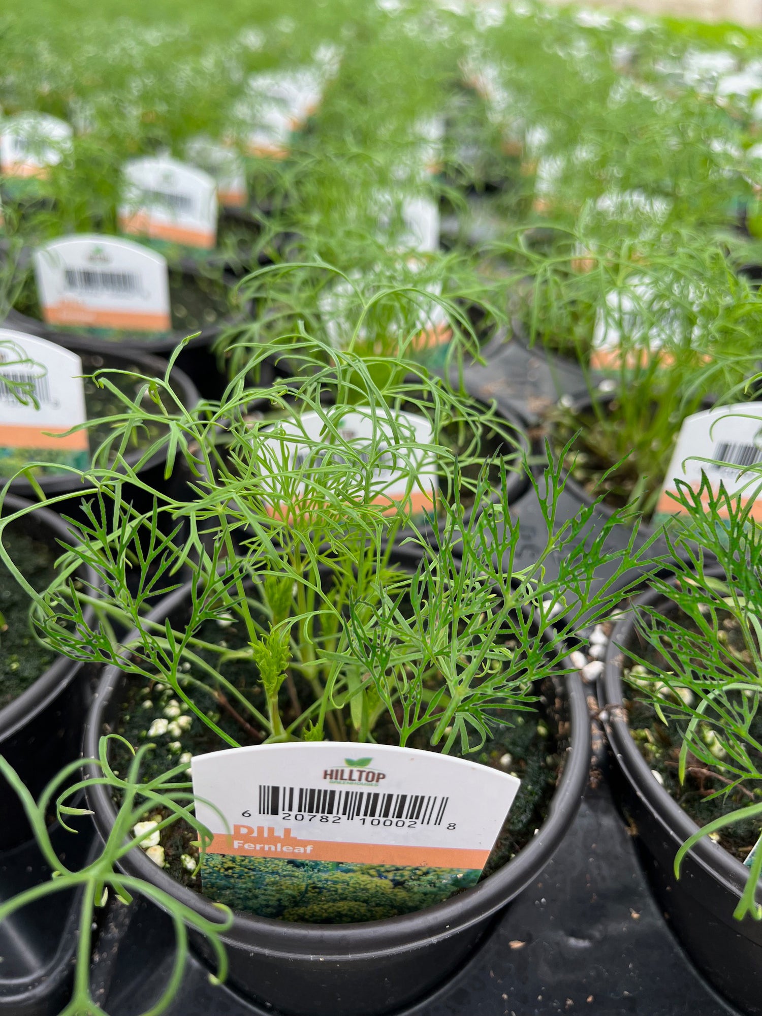 4" Dill