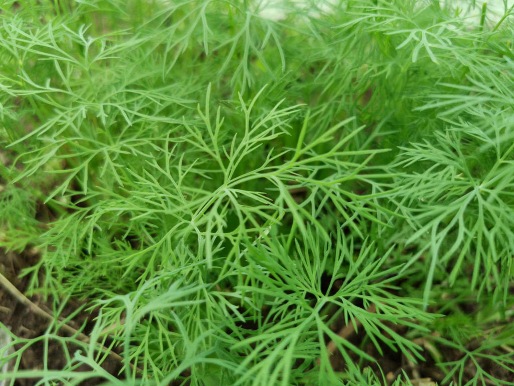 4" Dill