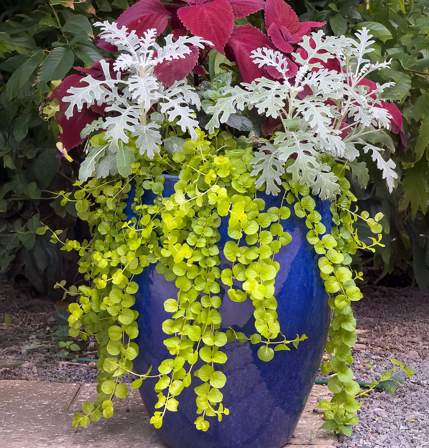 606 Dusty Miller