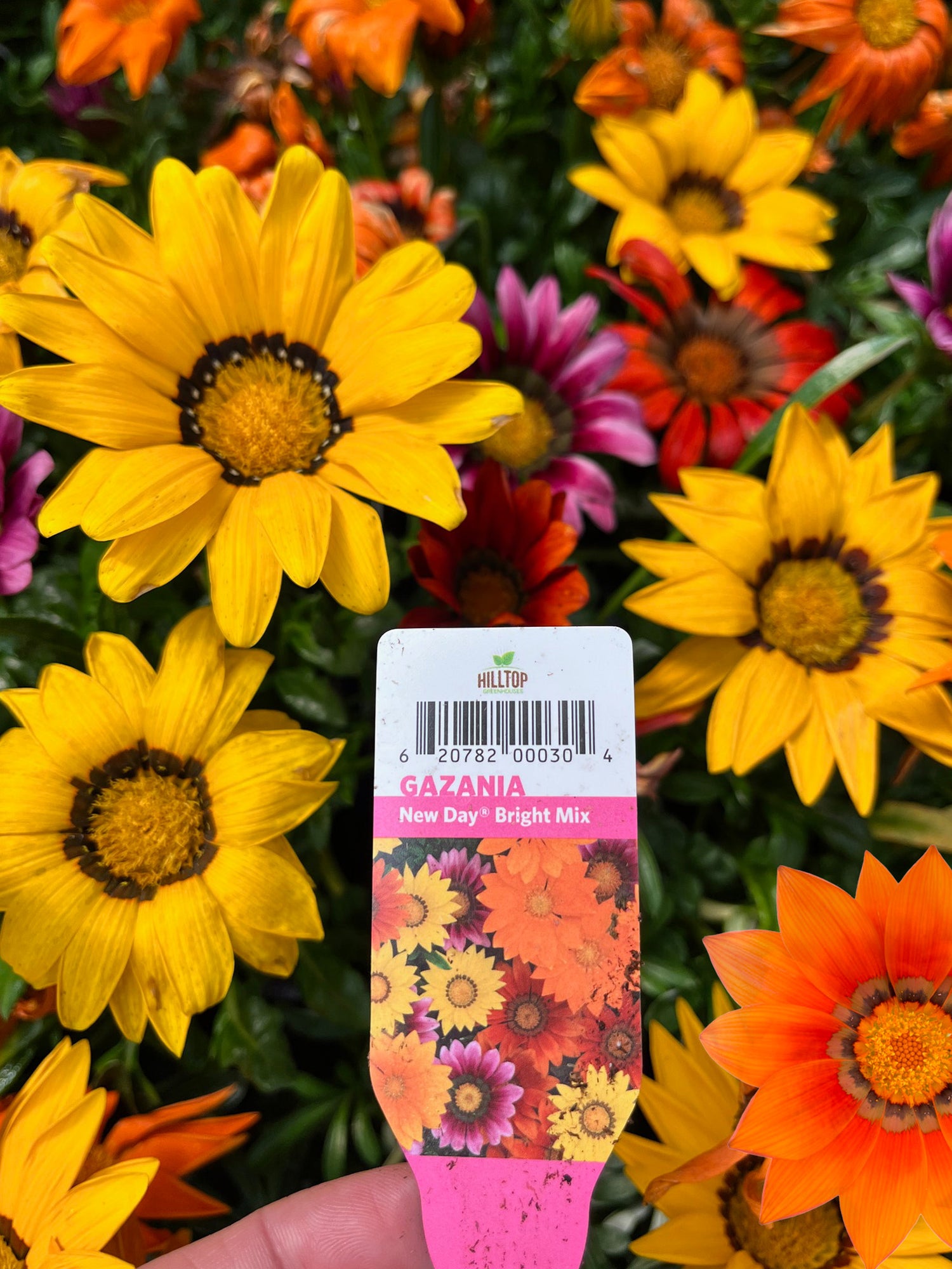 606 Gazania New Day Bright