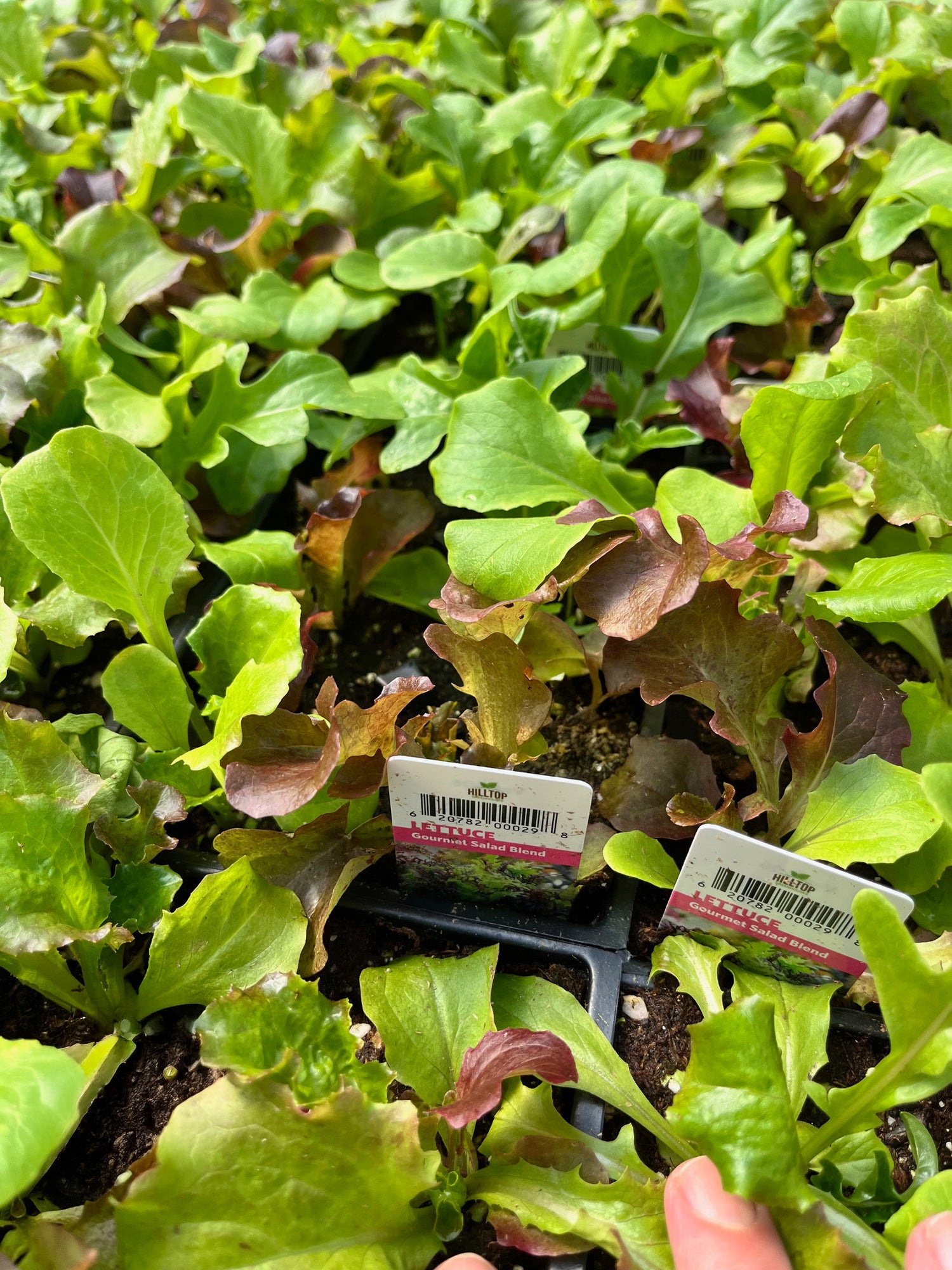606 Lettuce Blend