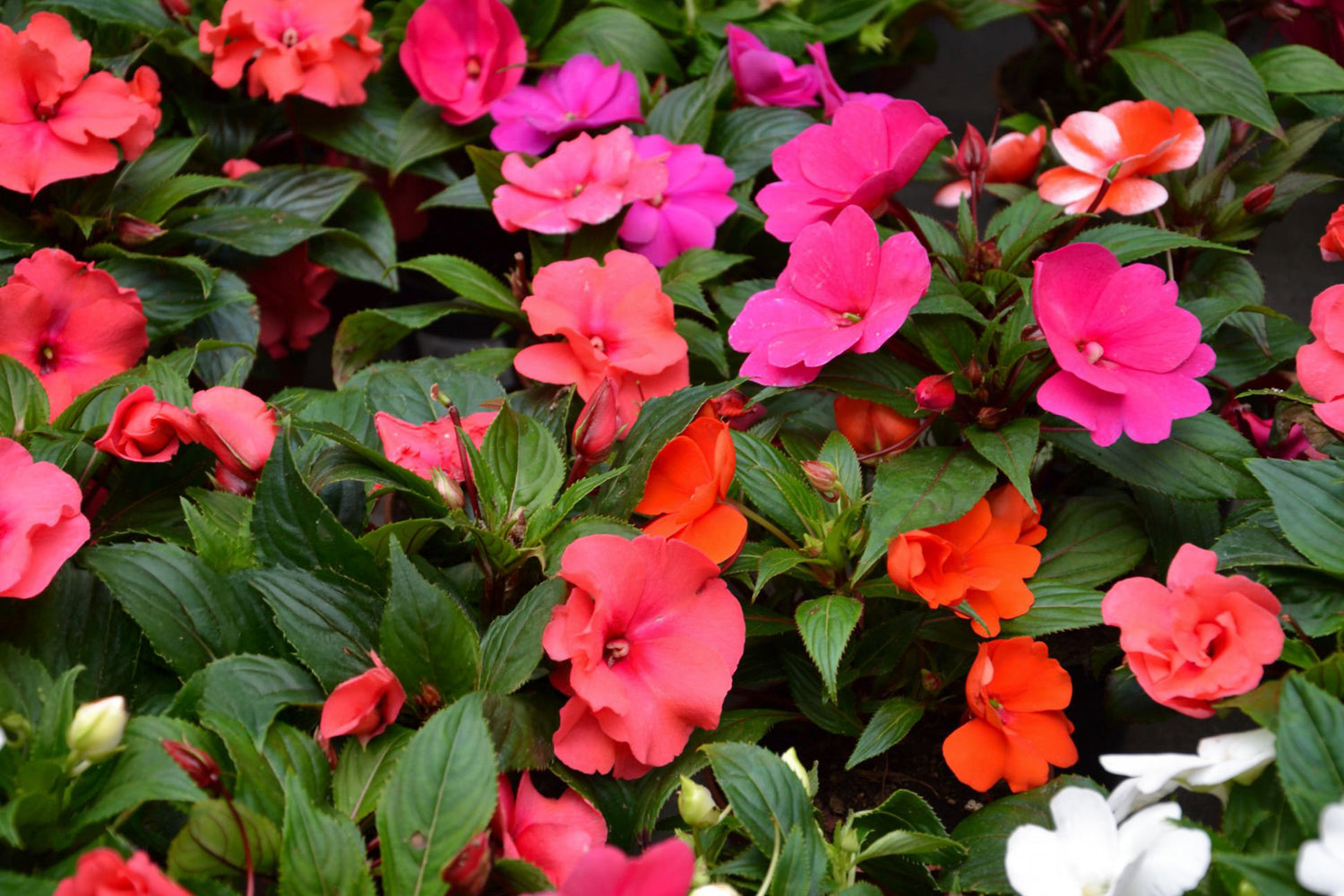 606 Impatiens Beacon