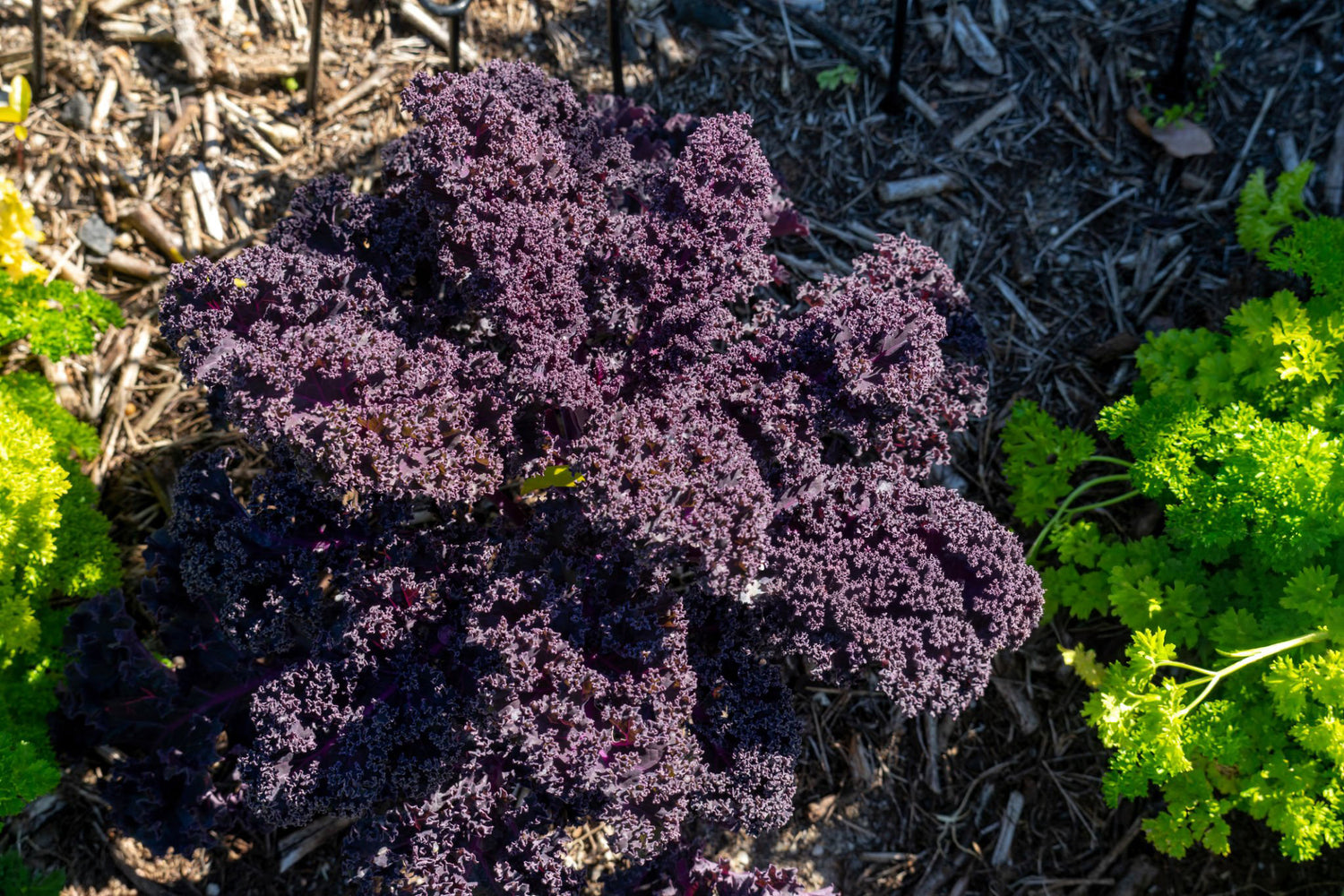 606 Kale