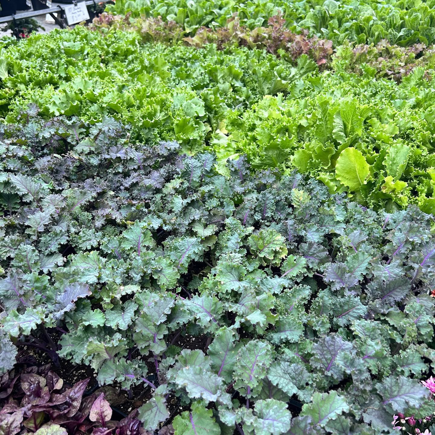 606 Kale