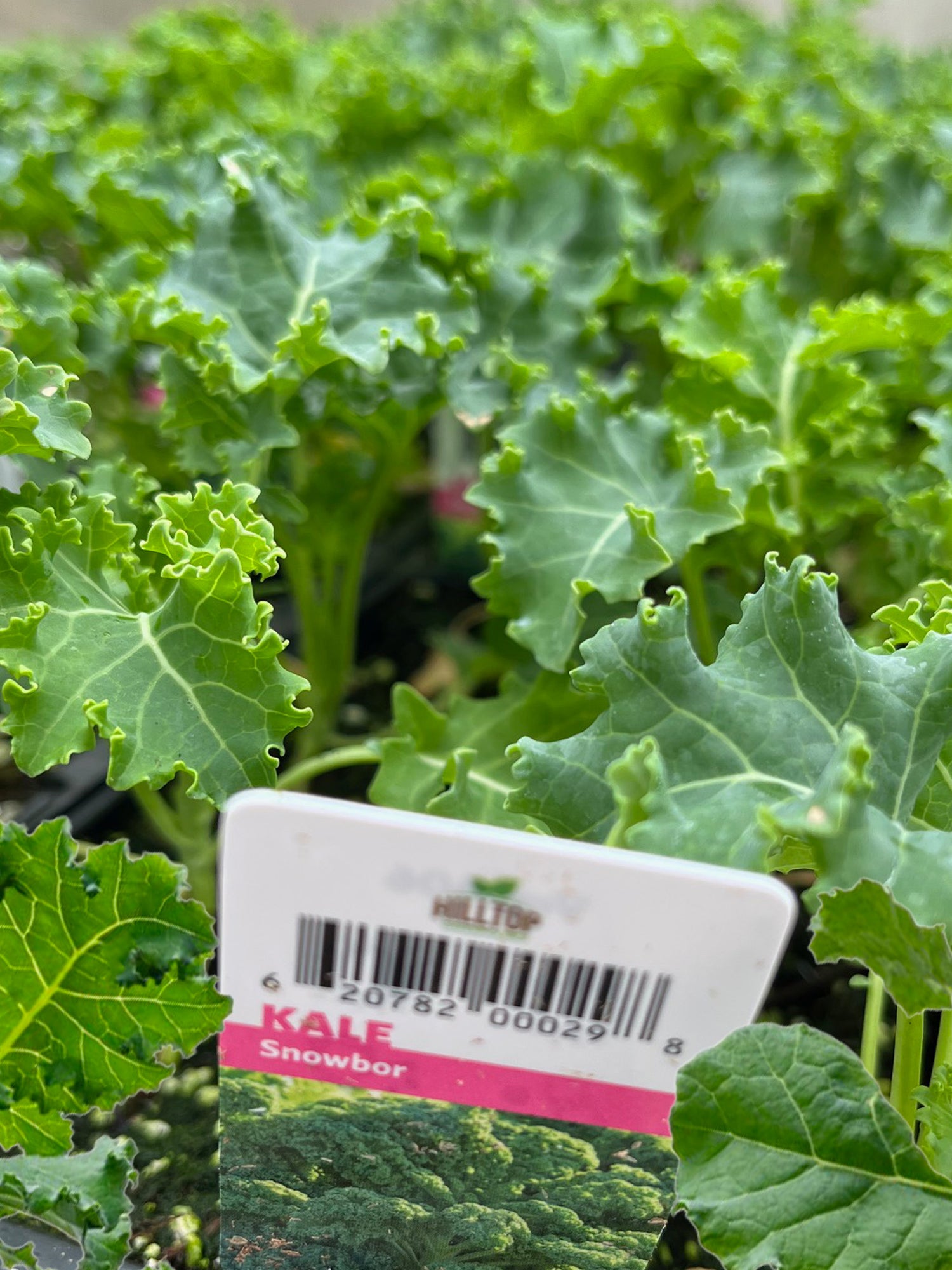 606 Kale