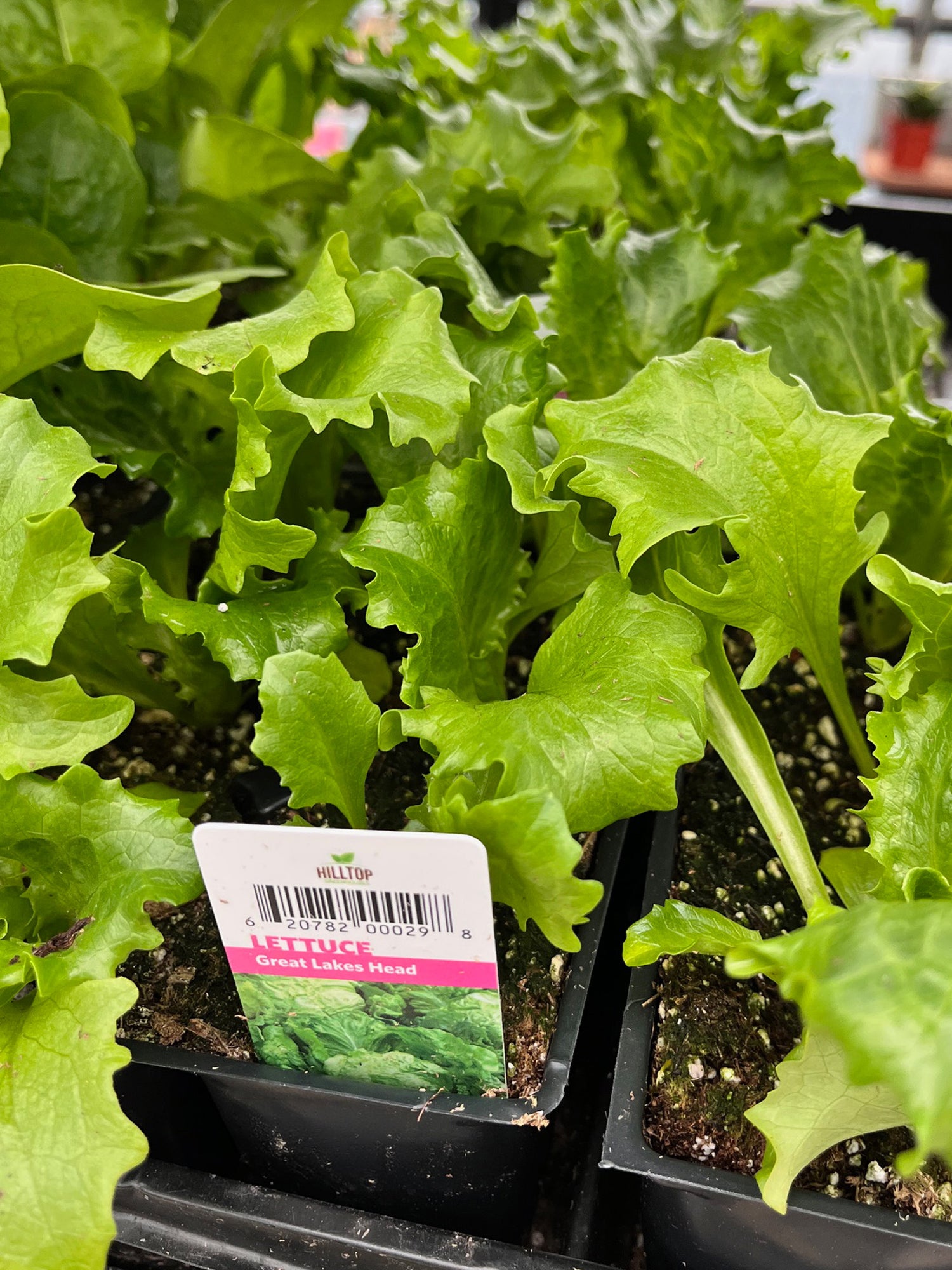 606 Lettuce