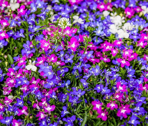 606 Lobelia Riviera