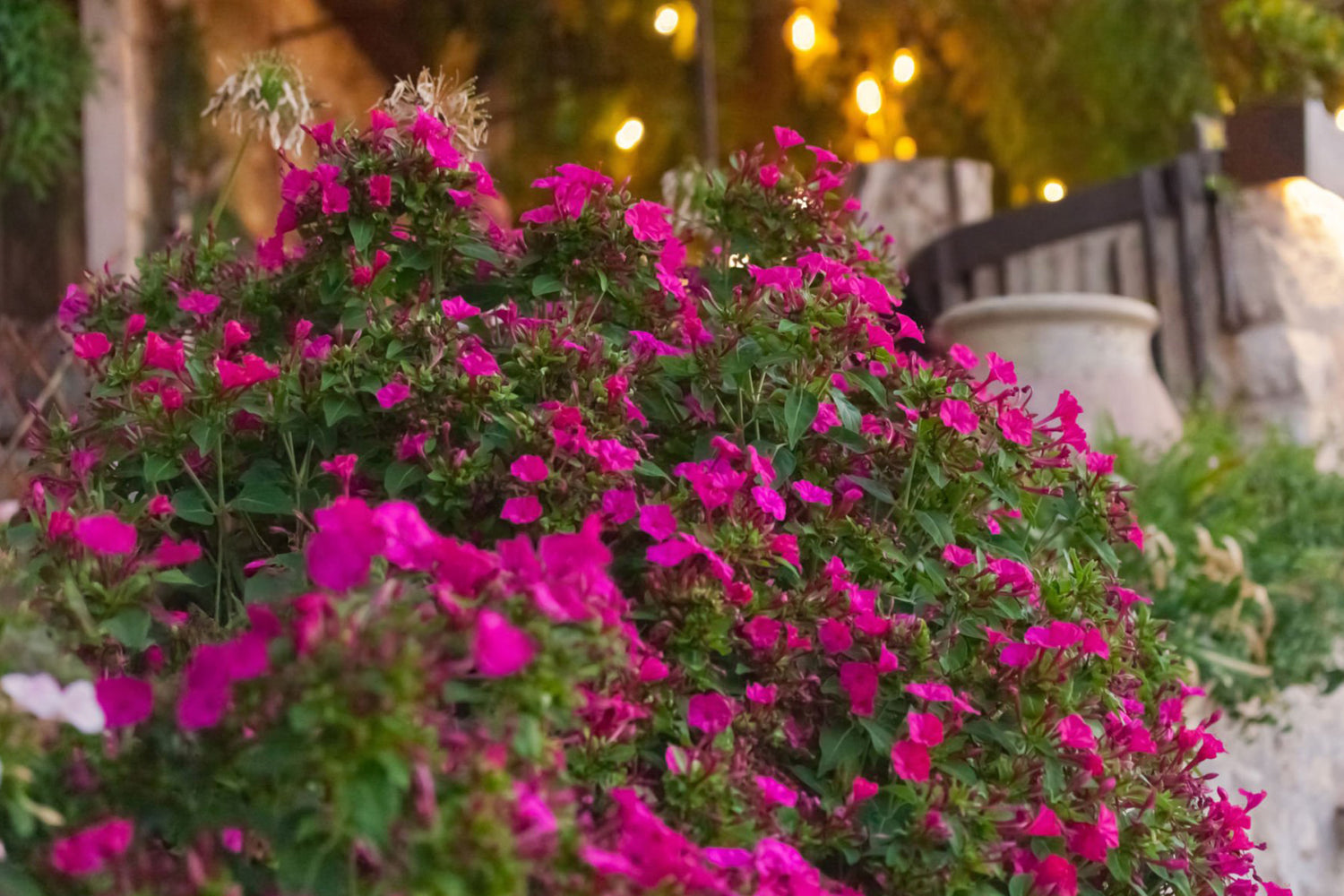 606 Lobelia Riviera