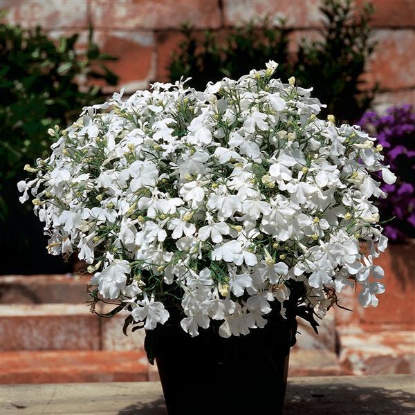 606 Lobelia Riviera