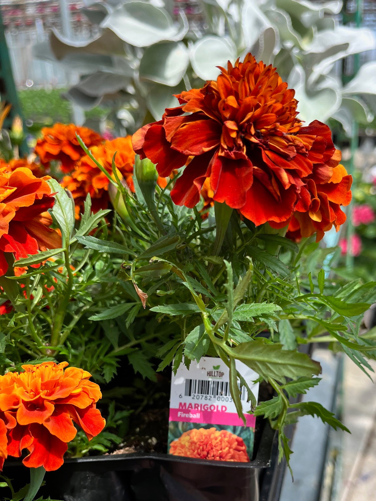 606 Marigold