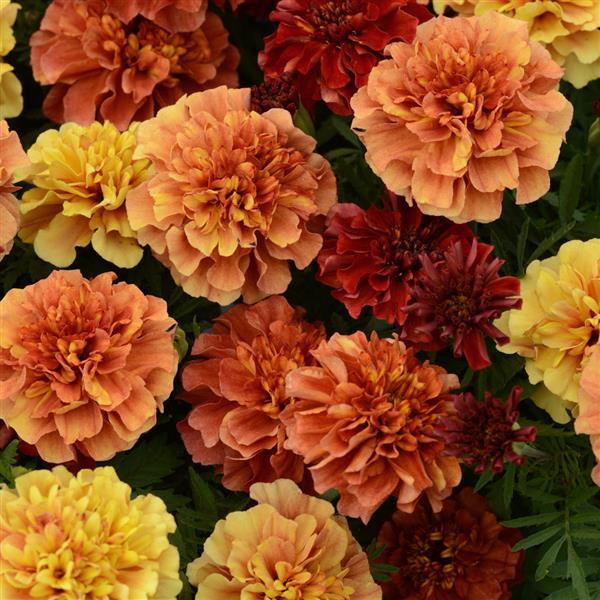 606 Marigold