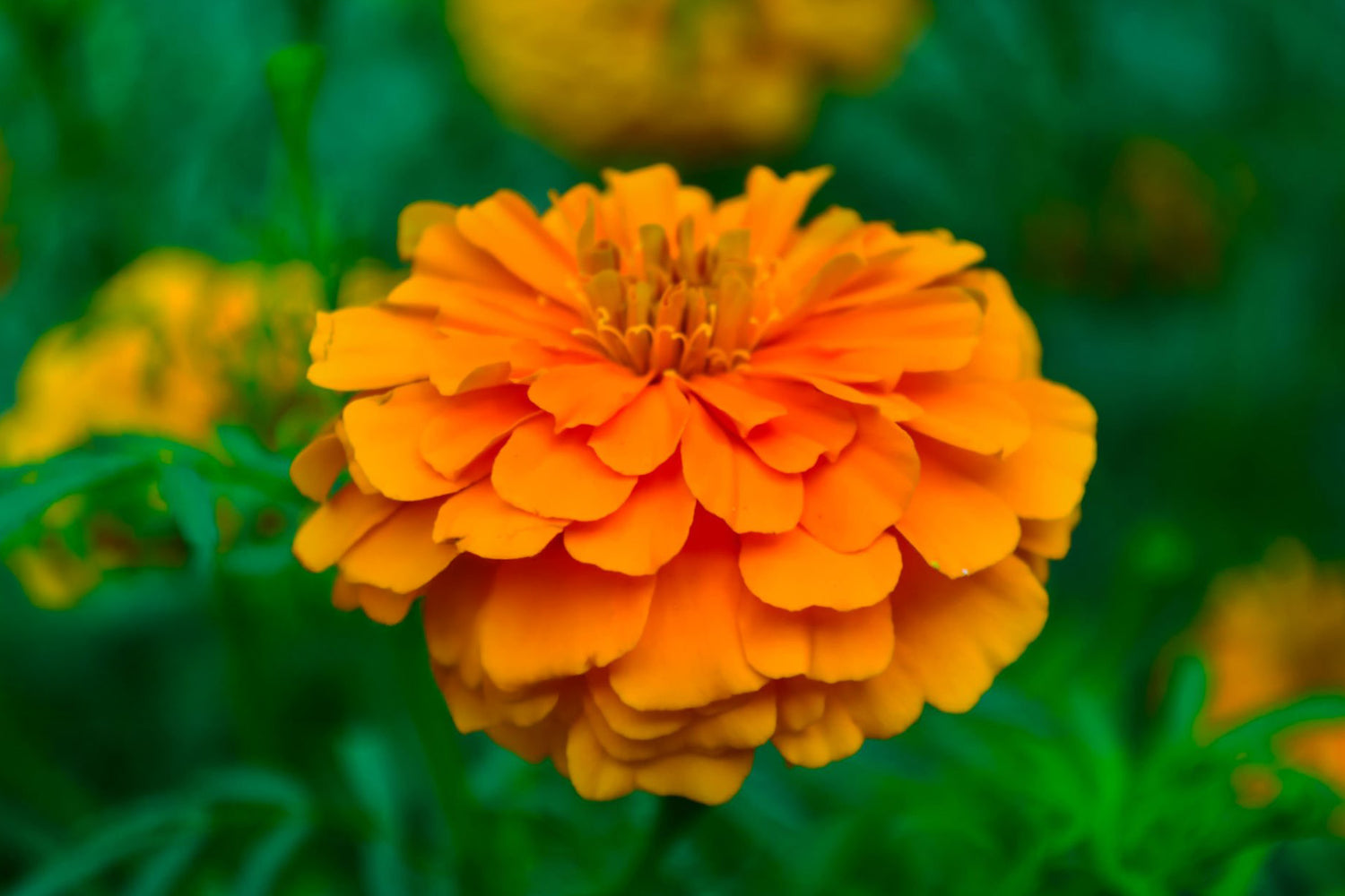 606 Marigold Super Hero