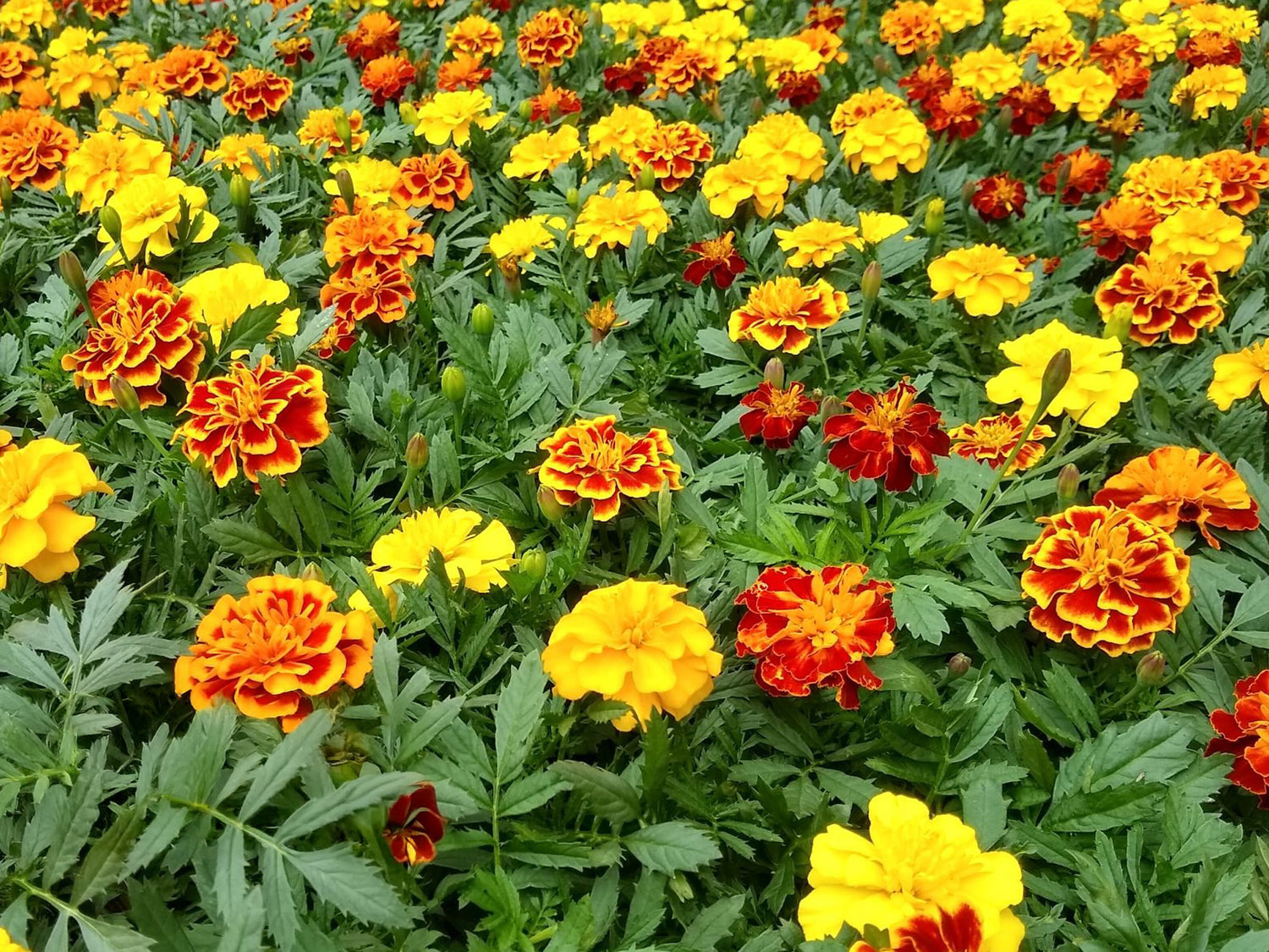 606 Marigold Super Hero