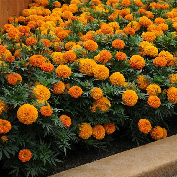 606 Marigold Taishan