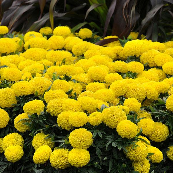 606 Marigold Taishan