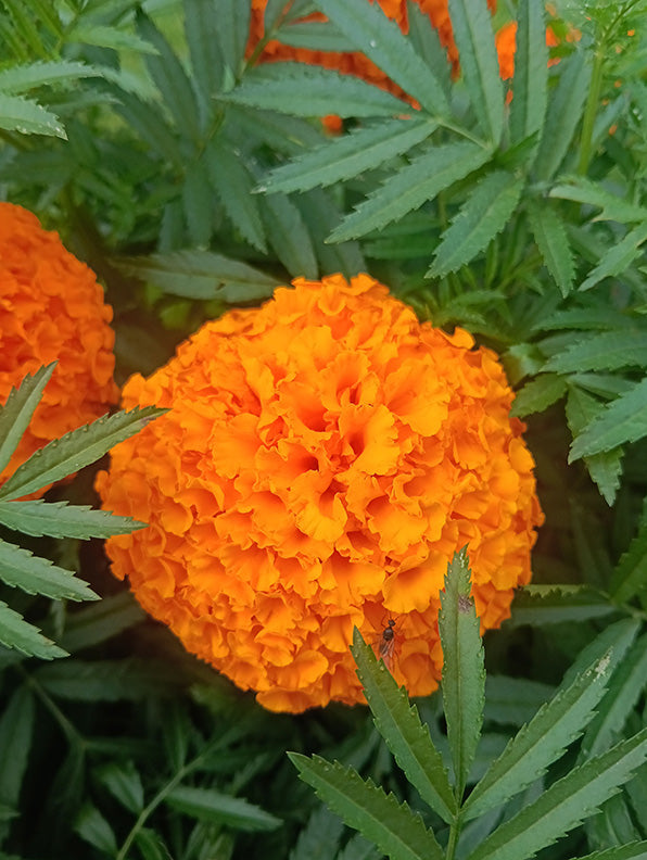 606 Marigold Taishan