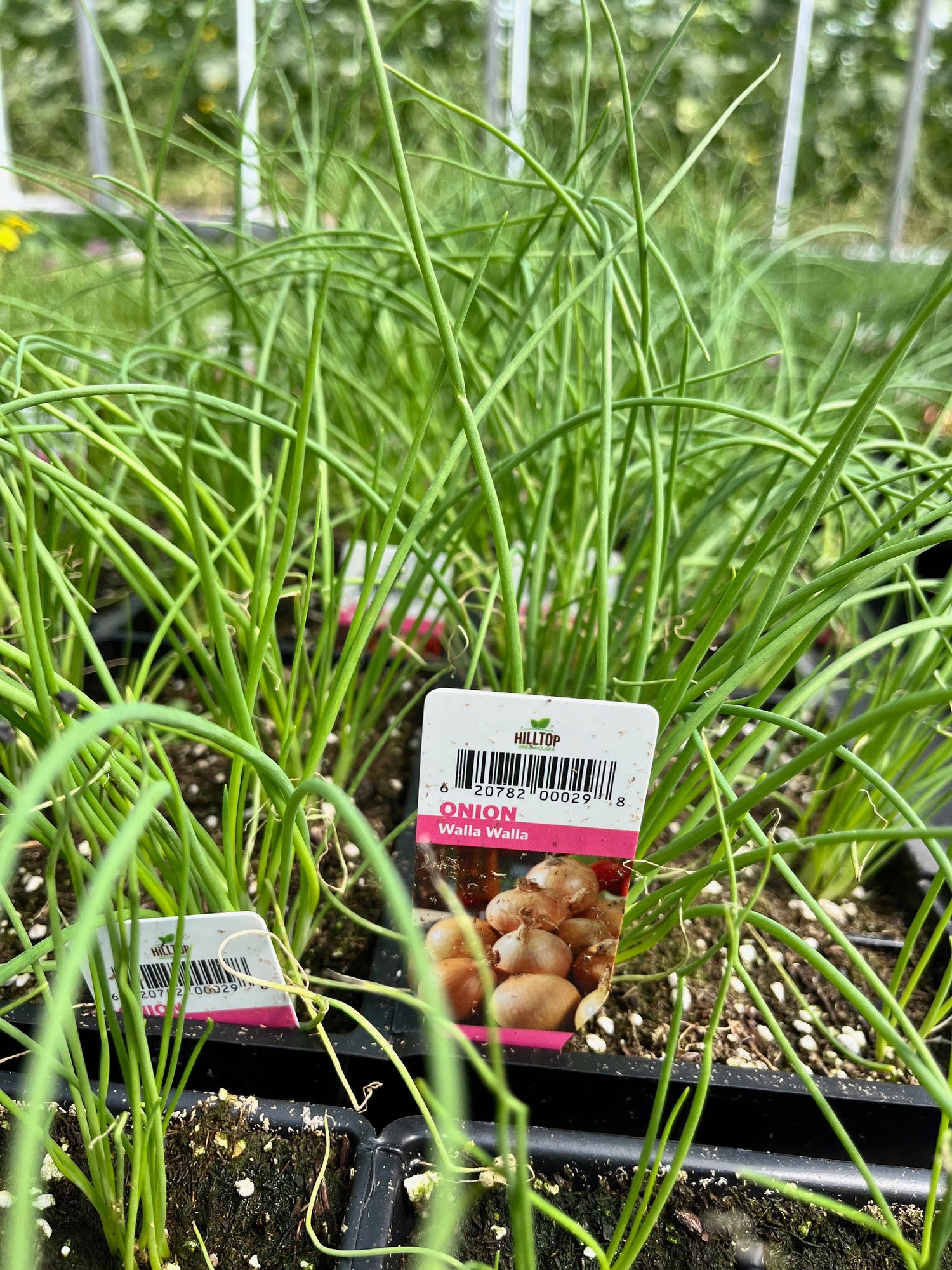 606 Onion
